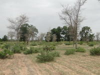 Jeune parc à Faidherbia albida et Guiera senegalensis sur champ cultivé - Touloum Nord Cameroun © Jean-Michel Harmand, Cirad 2013