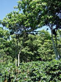 Coffea arabica sous Inga densiflora (légumineuse), Costa Rica © Jean-Michel Harmand, Cirad