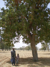 Un père et son fils dans un parc agroforestier au Mali © Nicole Sibelet, Cirad