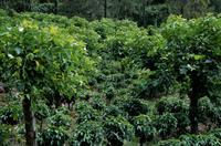 Coffea arabica sous Erythrina poeppigiana (légumineuse) © Jean-Michel Harmand, Cirad