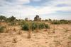 Guiera et petit mil au Niger © Josiane Seghieri, IRD.jpg