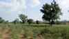 Jeune parc à karité au Nord du Bénin © AWESSOU B., UM2-UAC