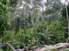 Cocoa based agroforest in the Talamanca bribri reserve, Costa Rica © Olivier Deheuvels, Cirad