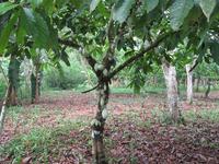 Cocoa tree in production © Olivier Deheuvels, Cirad
