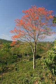 Erythrina poeppigiana, Costa Rica © Olivier Roupsard, Cirad