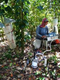 Dynamique saisonnière de la respiration du sol en système agroforestier à base café. Aquiares. Alejandra Barquero, Costa Rica, projet Coffee-Flux © Olivier Roupsard, Cirad