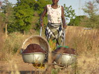 Shea harvest in Burkina © Christophe Jourdan, Cirad