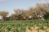 Faidherbia and sorghum in Niger © Josiane Seghieri, IRD