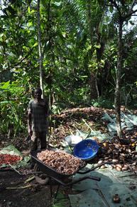 Récolte de cacao au Cameroun © Patrick Jagoret, Cirad